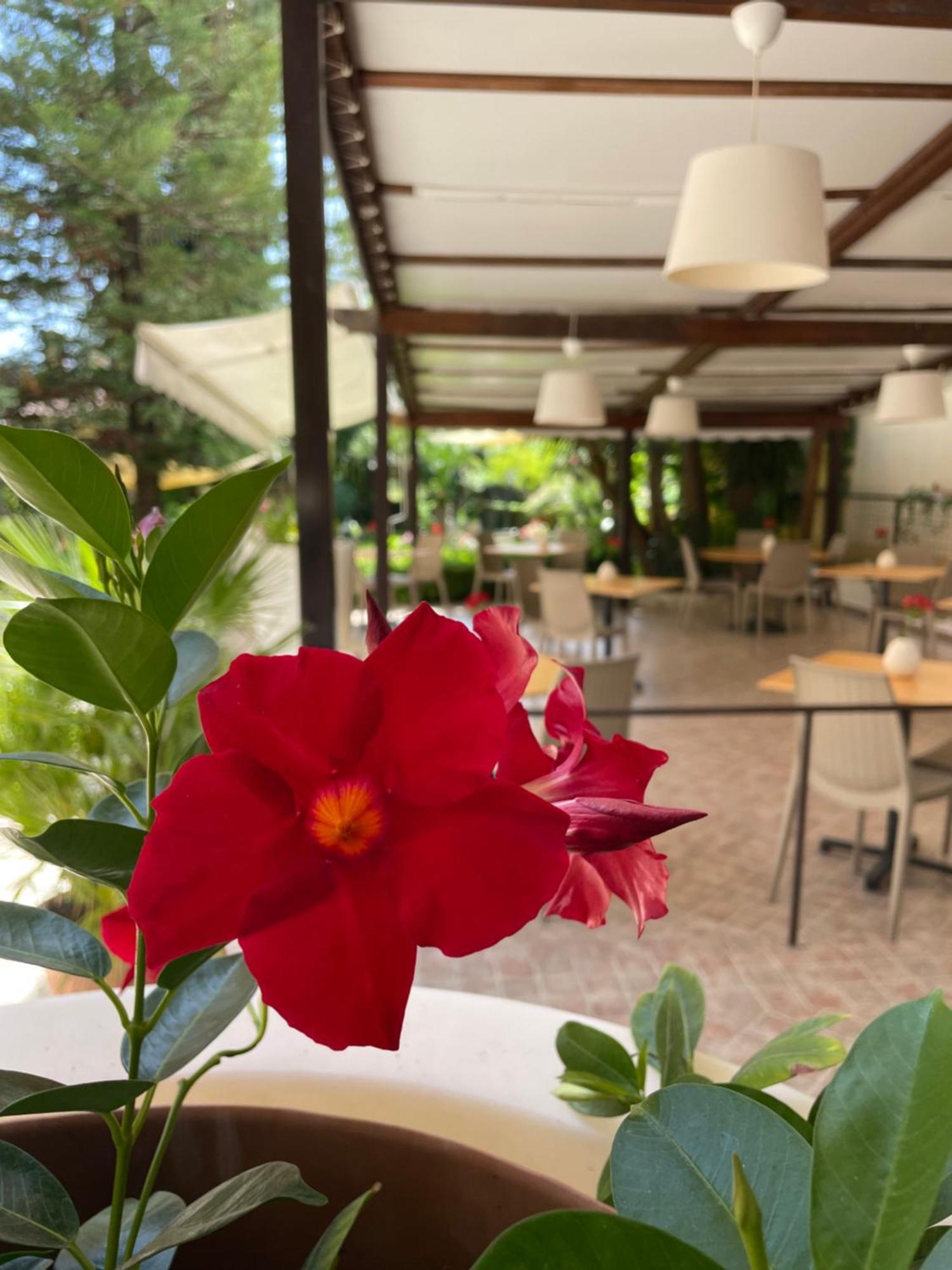 Hotel Residence Da Carmelo Palinuro Εξωτερικό φωτογραφία